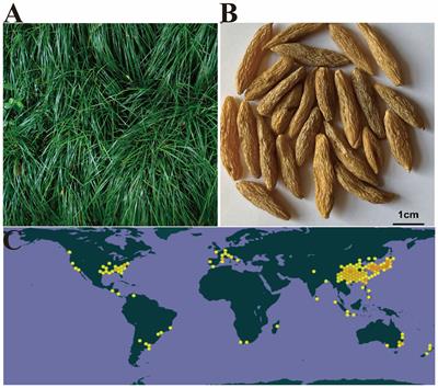 Extraction, purification, structural characterization, bioactivities, modifications and structure–activity relationship of polysaccharides from Ophiopogon japonicus: a review